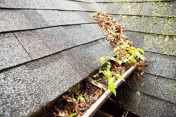 A neglected gutter full of pine needles and dead leaves with green seedlings growing out of it, beside mossy shingles